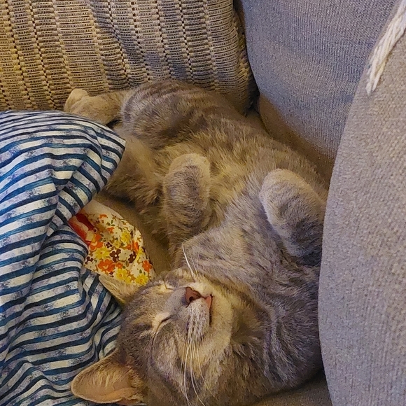 Meet your Posher, Alana - Picture 5 of 6